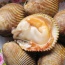 Sò dương sống giá tốt